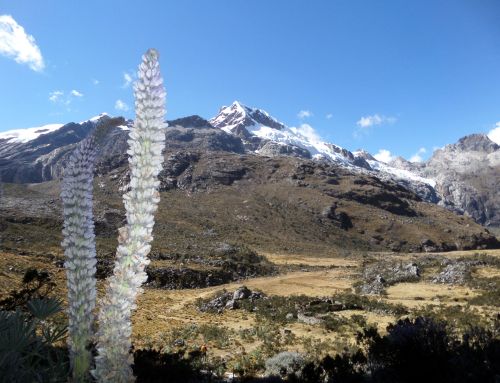 PERÚ. Trekking de Santa Cruz.